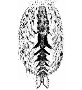 speciesimage