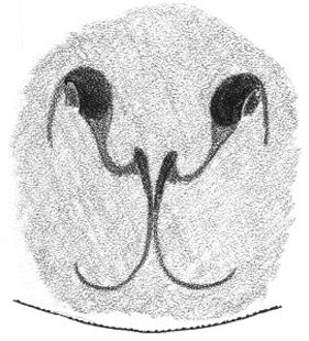 speciesimage
