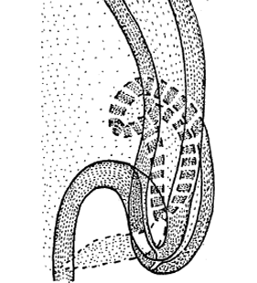 speciesimage