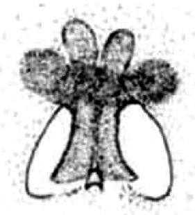 speciesimage