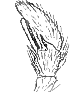 speciesimage