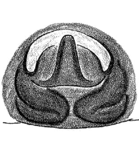 speciesimage