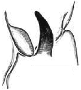 speciesimage