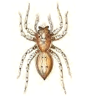 speciesimage