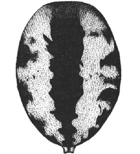 speciesimage