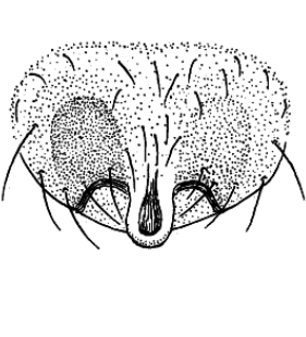 speciesimage