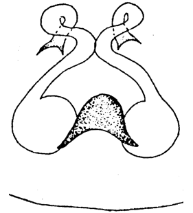 speciesimage