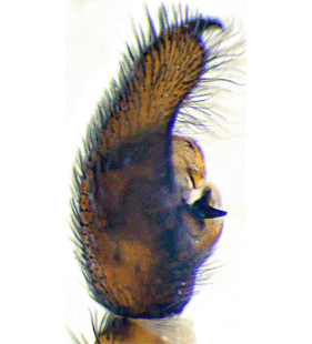 species