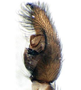 species