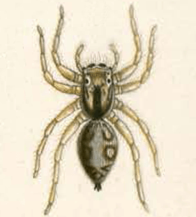 speciesimage