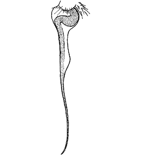 speciesimage