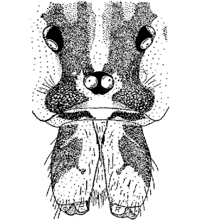 speciesimage