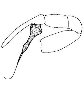speciesimage