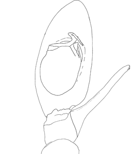 speciesimage
