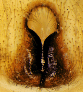 speciesimage
