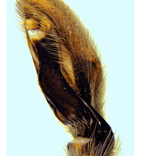 speciesimage