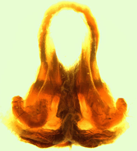 speciesimage