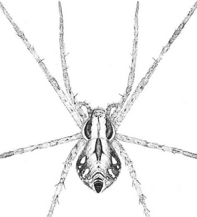 speciesimage