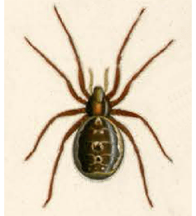 speciesimage