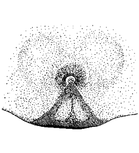 speciesimage