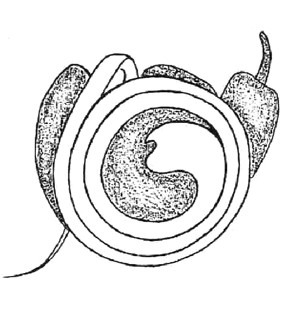 speciesimage