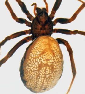 speciesimage