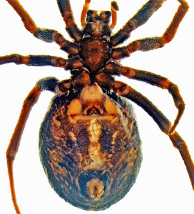 speciesimage