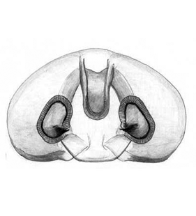 speciesimage