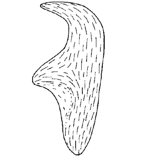 speciesimage
