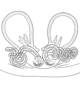 speciesimage