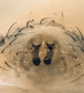 speciesimage