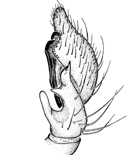 speciesimage