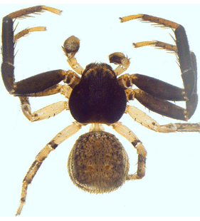speciesimage