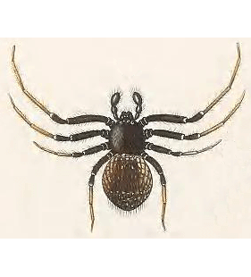 speciesimage