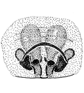speciesimage
