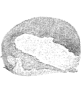 speciesimage
