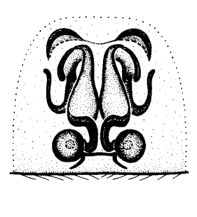 speciesimage