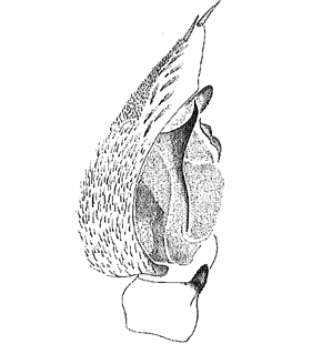 speciesimage