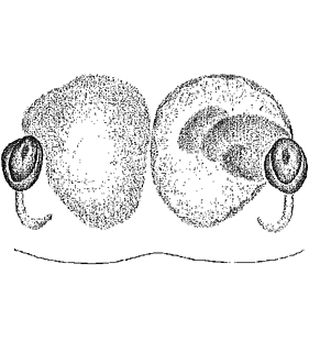 speciesimage