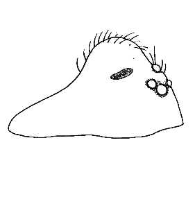 speciesimage
