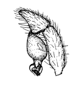 speciesimage