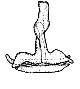 speciesimage