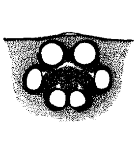 speciesimage