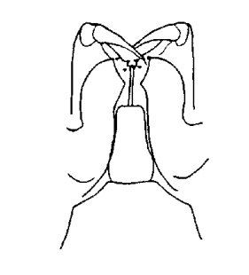 speciesimage