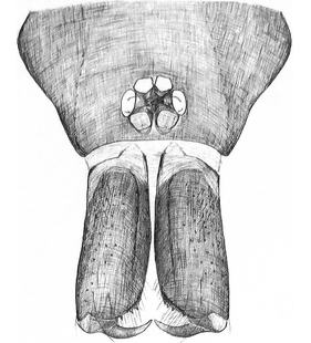 species