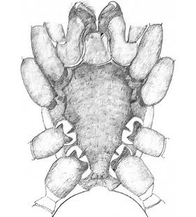 species