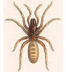 speciesimage