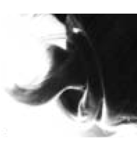 speciesimage
