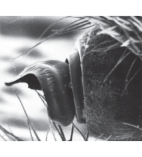 speciesimage