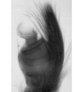 speciesimage